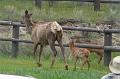 Elk and 2 calves